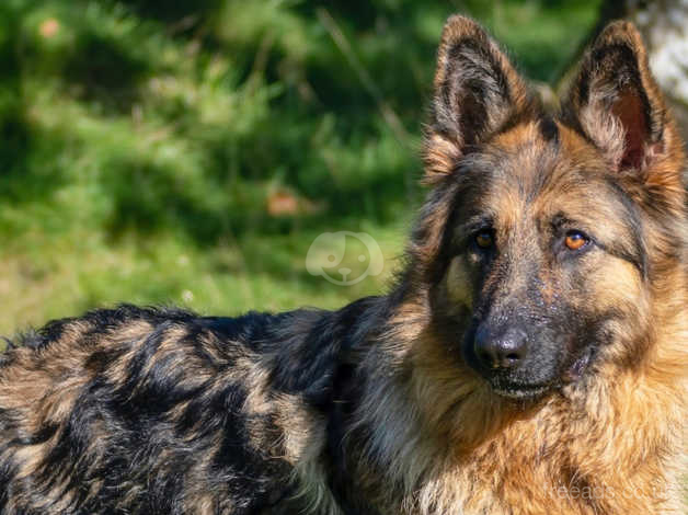 Long coat german shepherd clearance female puppy