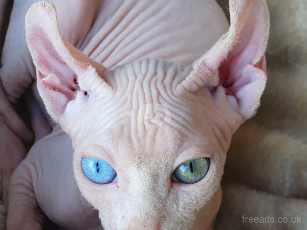 Odd eyed sphynx sales for sale