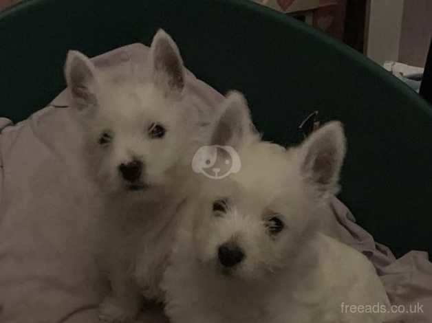 Miniature westie puppies for sale hot sale near me