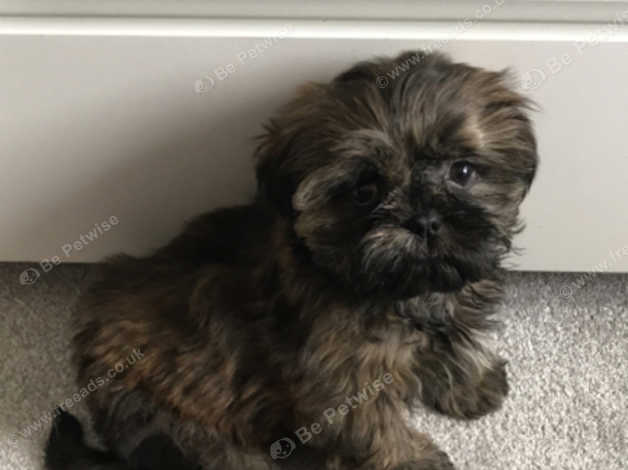 Shih tzu puppies for sale best sale in chesterfield