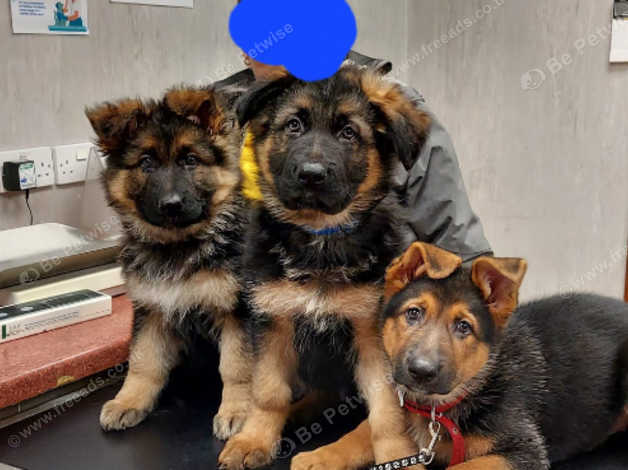 German shepherd puppies for store sale in my area