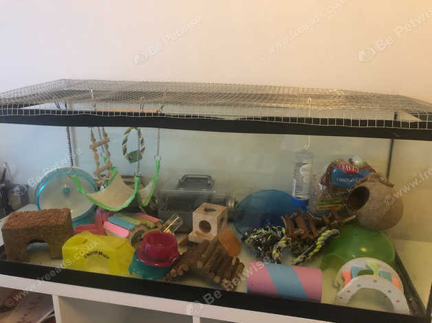 Fish tank 2024 for hamster