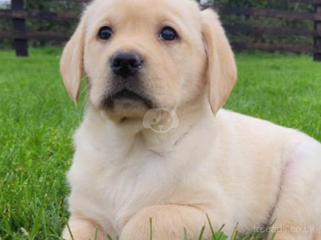 when do labrador puppies start barking