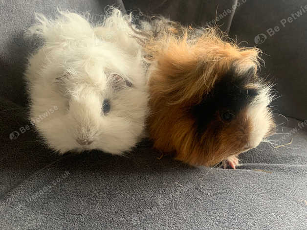 Lunkarya guinea pig for sales sale