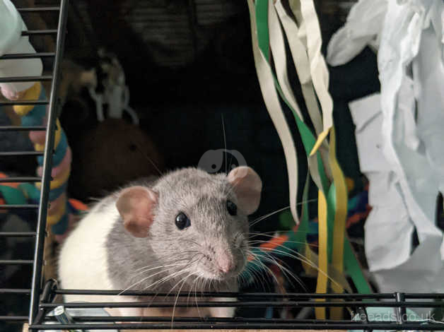 2 Female Rats For Rehoming Including Full Set Up in Darlington DL3 on ...