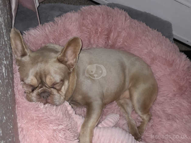 Female French Bulldog 2 Years Old in Havering on Freeads Classifieds ...