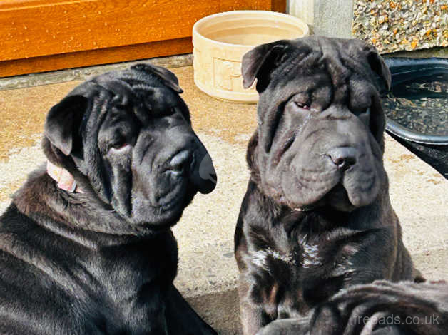 Boxer shar pei sales puppies