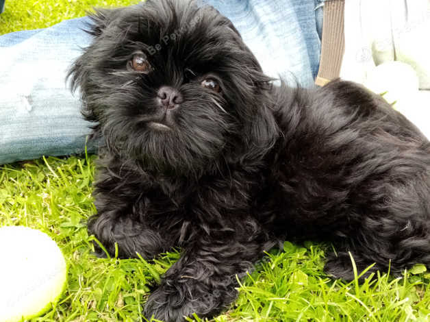 Black female shih store tzu