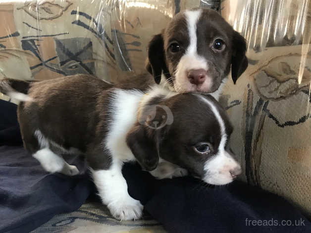 Cocker jack hot sale puppies for sale