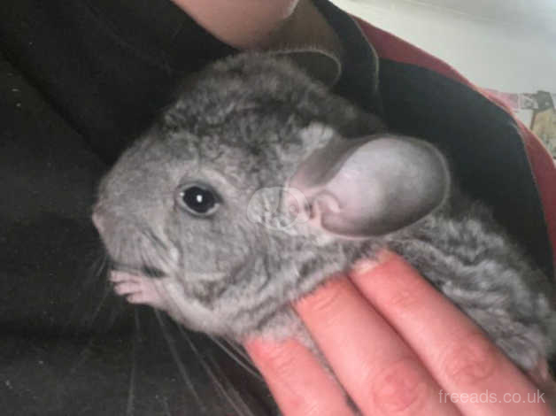 Chinchilla for hot sale sale