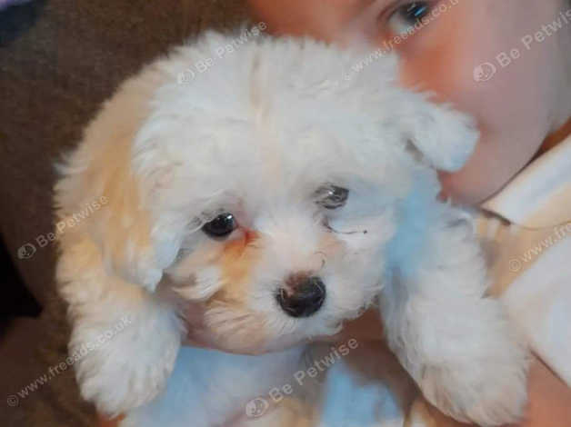 11 week best sale old maltese