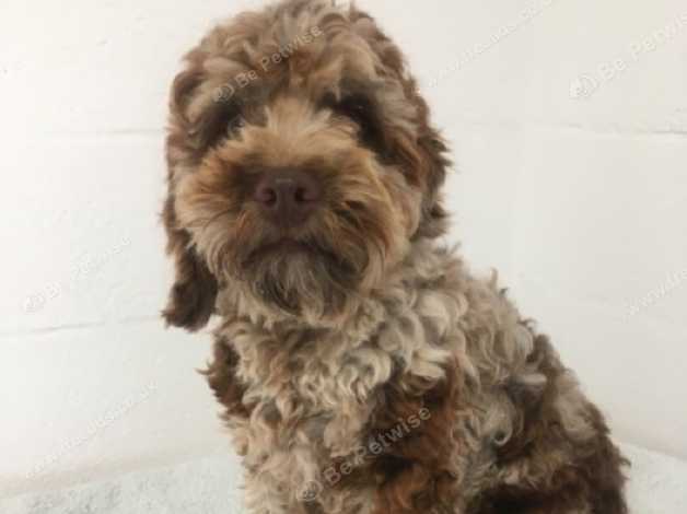 silver merle cockapoo