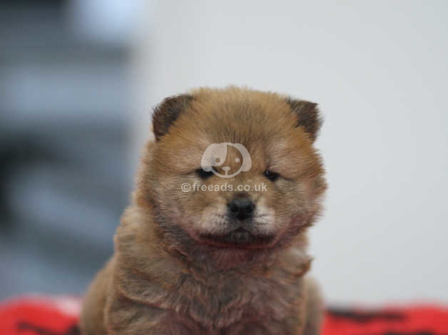 Chocolate chow chow outlet puppy