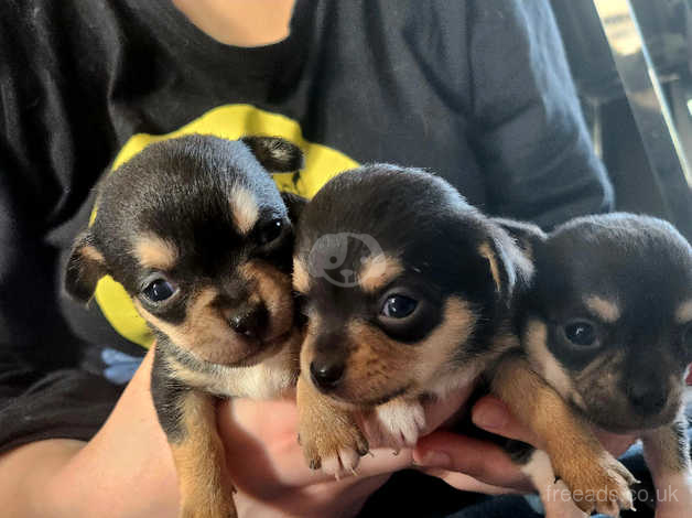 Freeads chihuahua hot sale