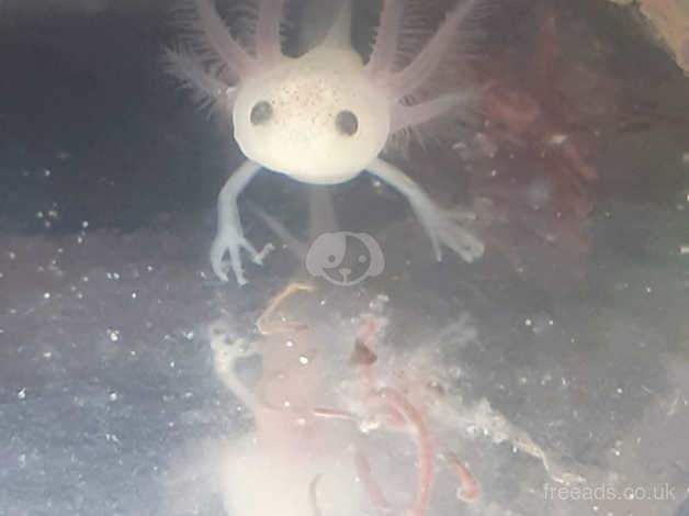 Baby Axolotl In Auchterarder Ph3 On Freeads Classifieds Frogs Amphibians Classifieds