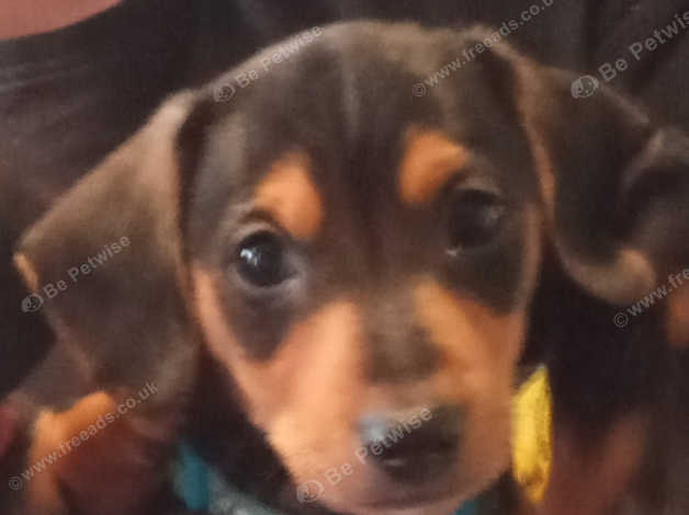 Miniature Dachshund X Jack Russell In Bishop Auckland On Freeads ...