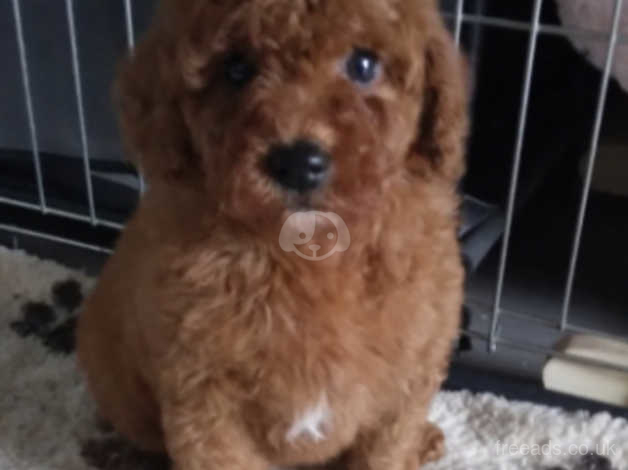 Red sale poochon puppies