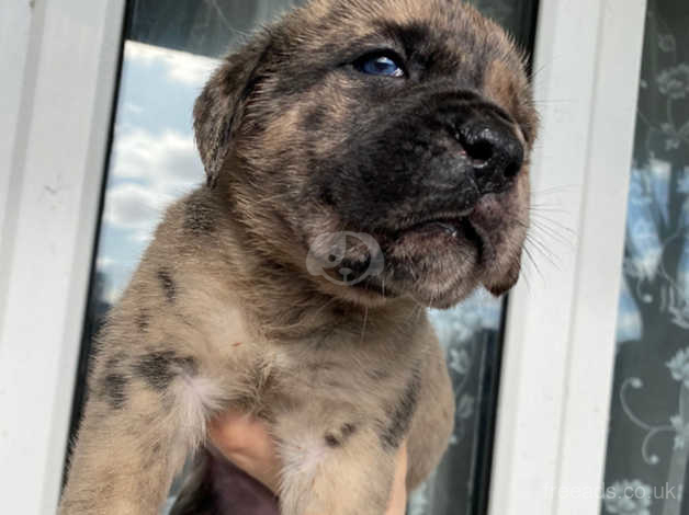 Merle hotsell english mastiff