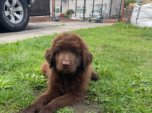 Newfoundland and best sale standard poodle mix