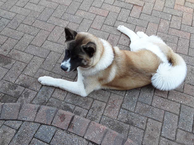 American Akita, 7 Months Old in Hartlepool on Freeads Classifieds