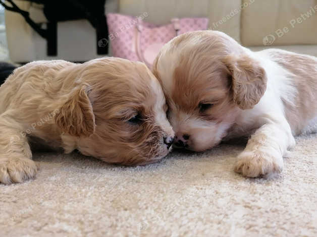 4 week old sales cavapoo