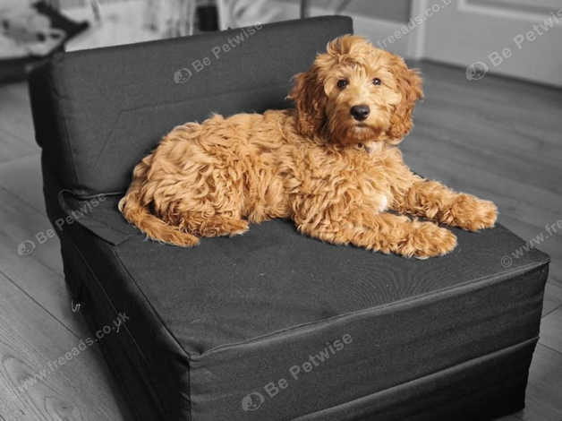 Cockapoo 5 hot sale months old