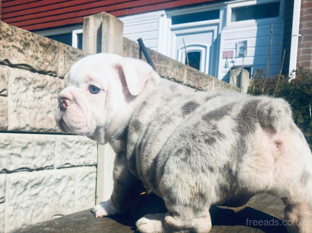 Lilac merle english cheap bulldog for sale