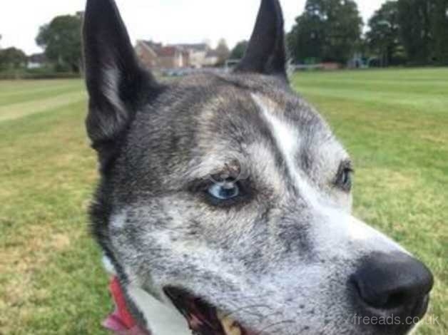 Half husky hot sale half staffy