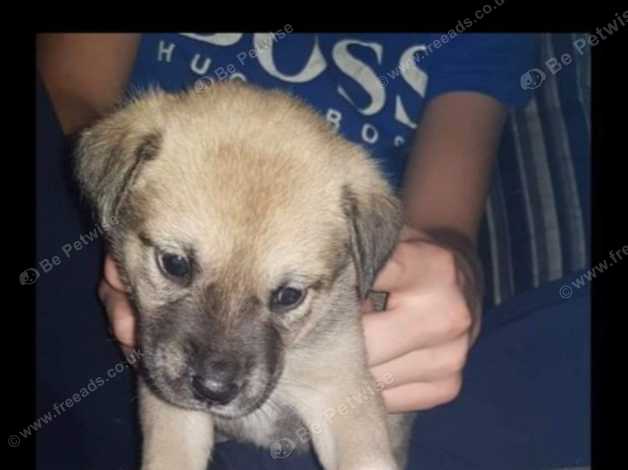 Akita best sale x bullmastiff