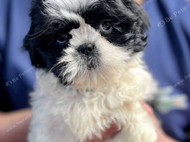 Shih tzu puppies for sale store in chesterfield