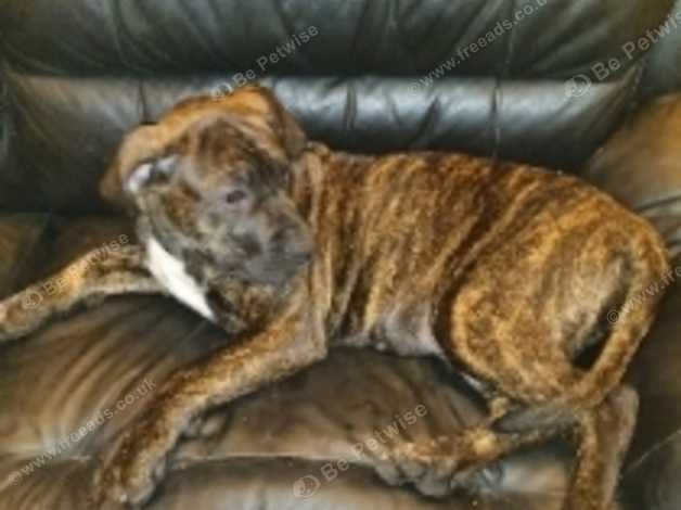 Canary mastiff store puppies for sale