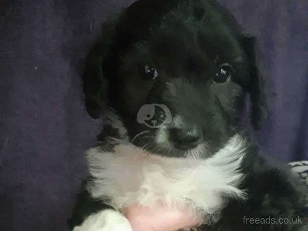 Cockapoo border cheap collie mix