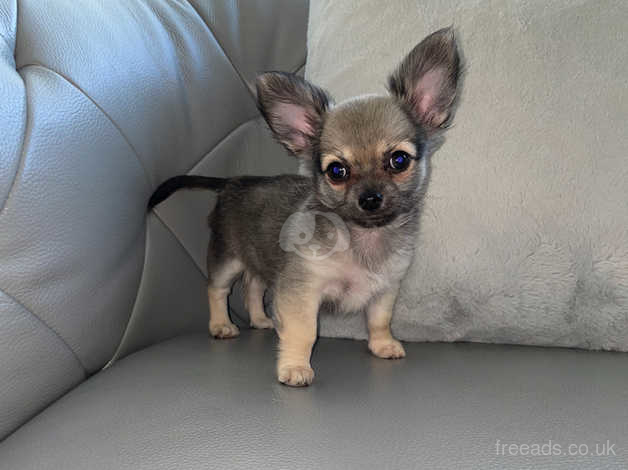 blue fawn chihuahua puppies