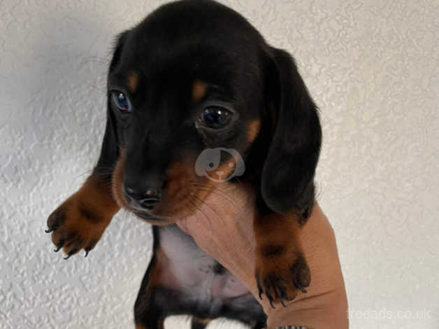 Adorable Miniature Dachshund Puppy Ready To Leave in Pontypool NP4 on ...