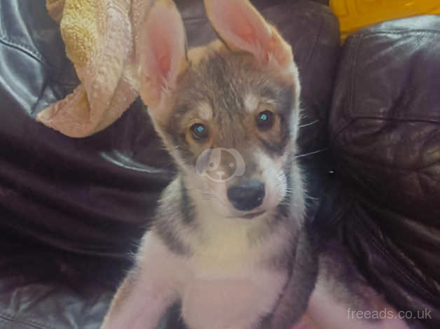 11 Week Old Siberian Huskie Male in Burnley on Freeads Classifieds ...