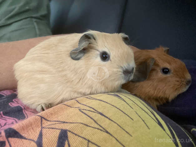 Californian Guinea Pig Stunning Baby Boy Available In Worthing On Freeads Classifieds Guinea Pigs Classifieds