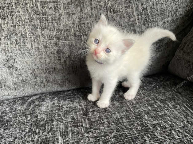 Adorable Blue Bicolour Ragdoll Boy Ready 8th August in Motherwell ML1 ...