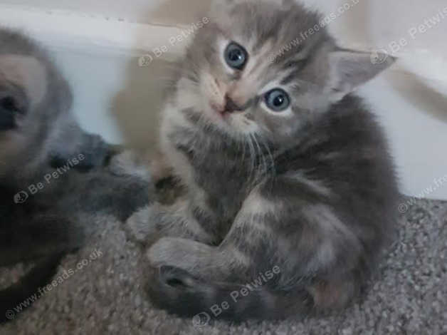 9 Week Old Half Russian Blue Female Kitten In Dorchester On