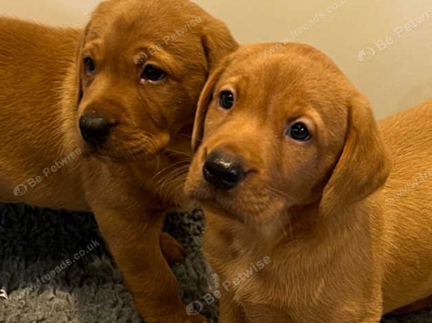 Kc registered fox red labrador puppies best sale