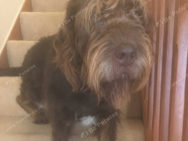 Labradoodle newfoundland hot sale