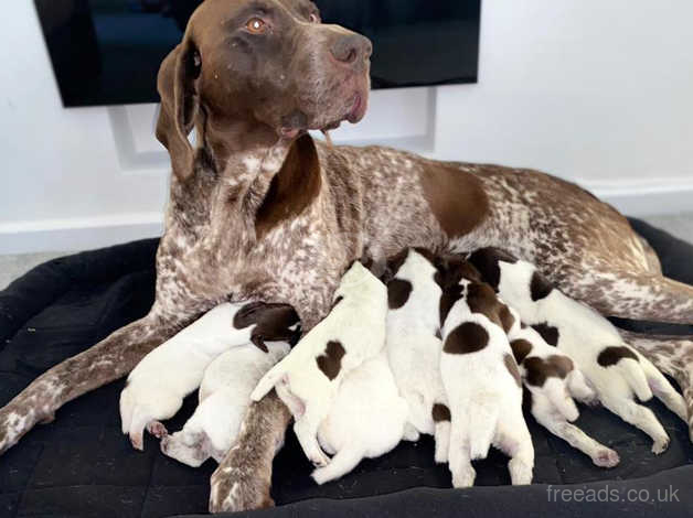 how many puppies can old danish pointer give birth to