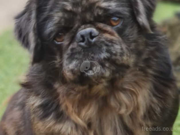 teddy bear pug breed