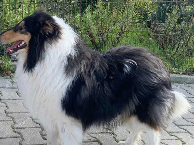 Rough collies hot sale for rehoming