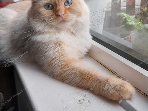 Flame best sale mitted ragdoll