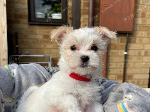 White havanese puppies for sale cheap