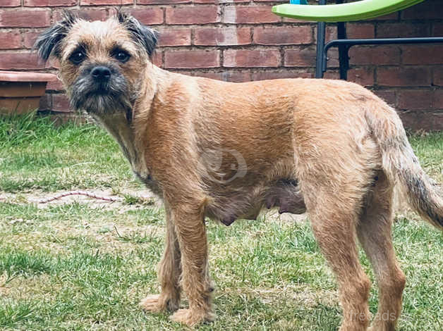 Kc registered outlet border terrier puppies