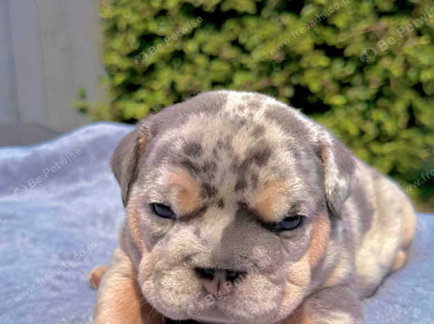 5 week best sale old english bulldog