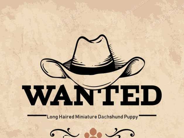 Wanted Long Haired Miniature Dachshund Puppy In Chepstow On
