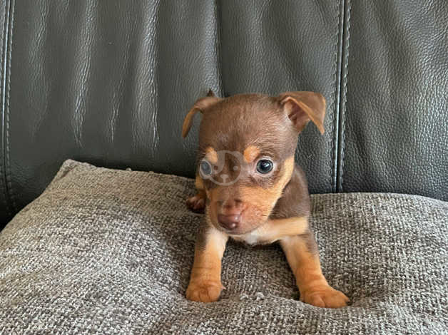 Chocolate jack hot sale russell puppies