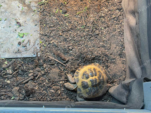 2 X Horsefield Tortoise For New Home In Corby On Freeads Classifieds 